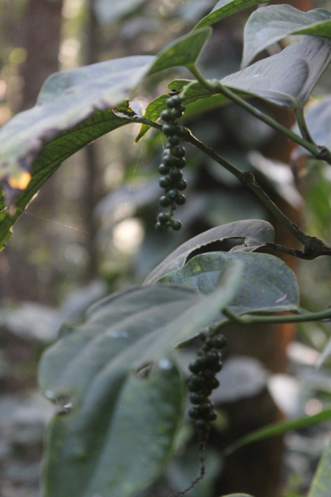 Photo of Chikmagalur & Gokarna- Ideas are no one's monopoly, but to execute the idea is a monopoly. 3/19 by Mohal Banker