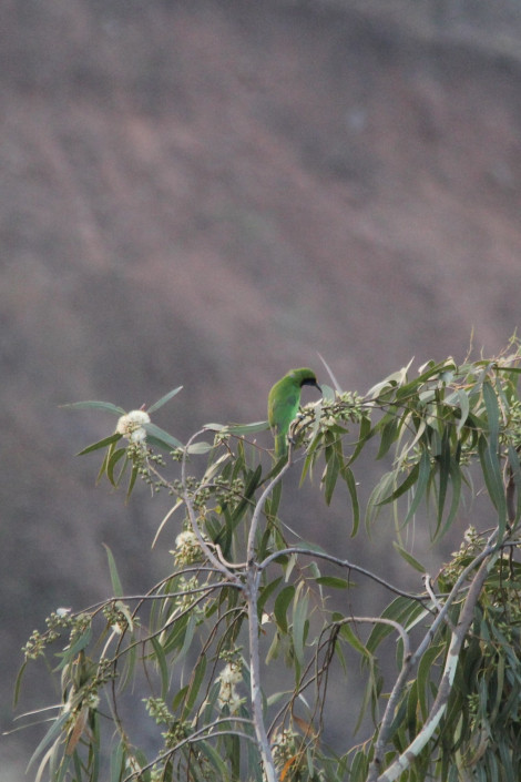 Photo of Chikmagalur & Gokarna- Ideas are no one's monopoly, but to execute the idea is a monopoly. 15/19 by Mohal Banker