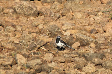 Photo of Chikmagalur & Gokarna- Ideas are no one's monopoly, but to execute the idea is a monopoly. 16/19 by Mohal Banker
