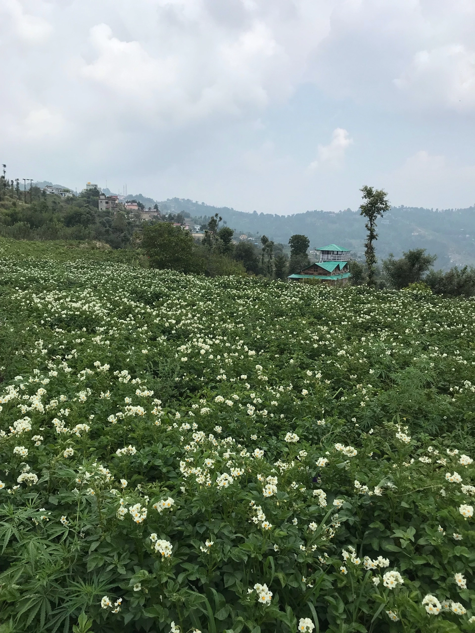 Photo of South Gola Range by Hritik Dhingra 