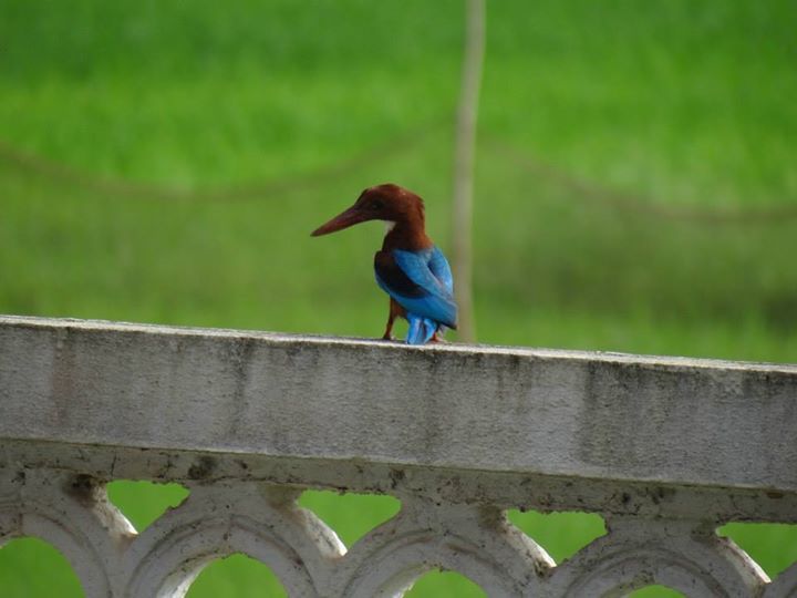 Photo of Goa baby!!! by Priya Shriyan