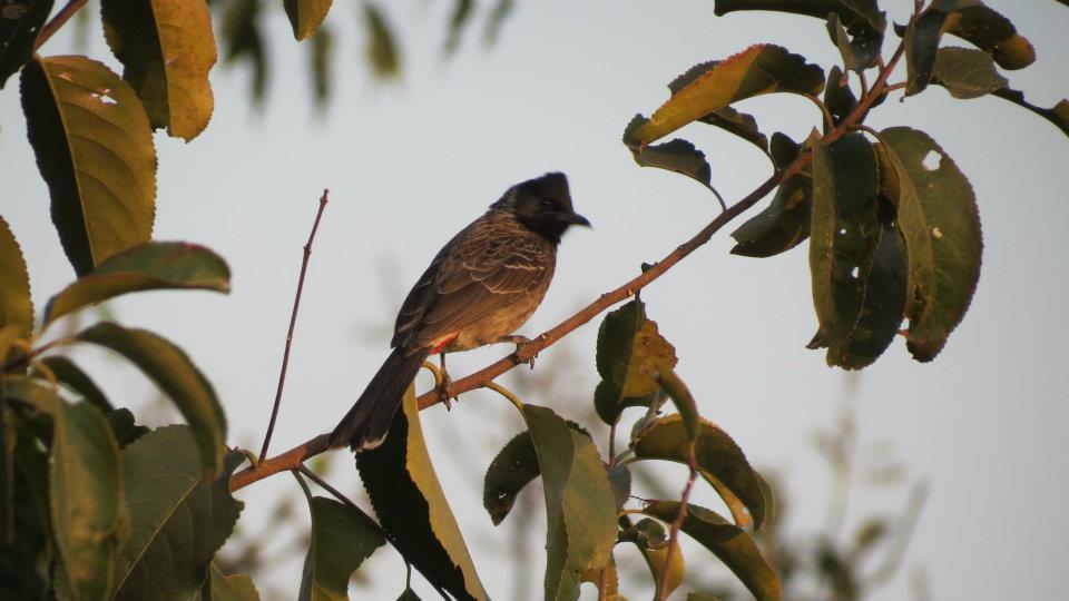 Photo of Chillout weekend at Terra by Kalyani Phadke