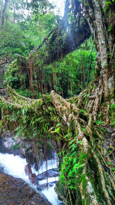 Photo of 8 Days Into The Deep Woods Of Meghalaya by Snigdha Jaiswal