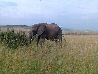 Photo of honeymooner safaris by clevers