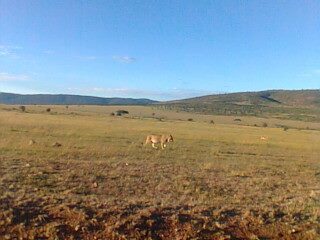 Photo of honeymooner safaris by clevers