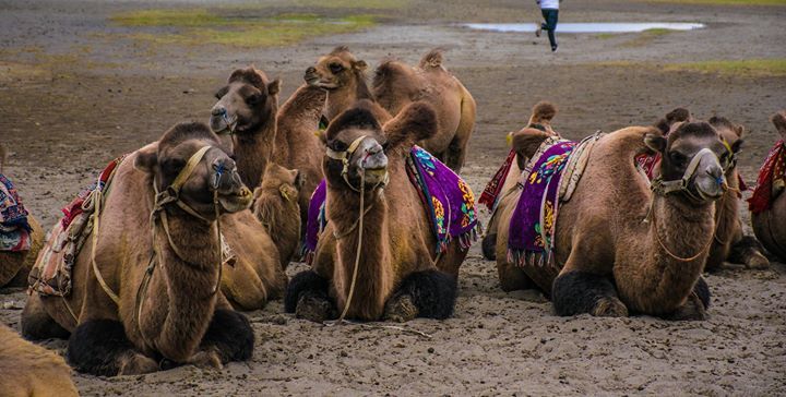 Photo of Nubra Valley, Leh by Pavel Ray