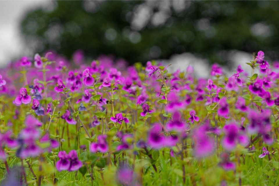 Photo of Maharashtra's Paradise of Flowers- Kaas #BucketList2019 by Bhataku's Travel Tales