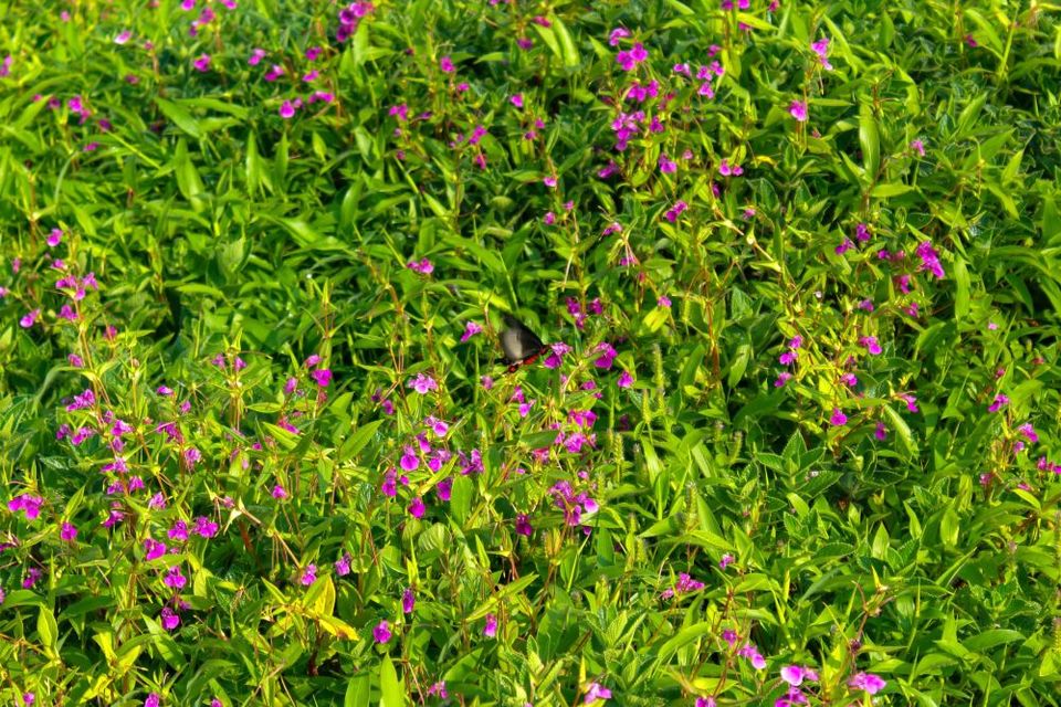 Photo of Maharashtra's Paradise of Flowers- Kaas #BucketList2019 by Bhataku's Travel Tales