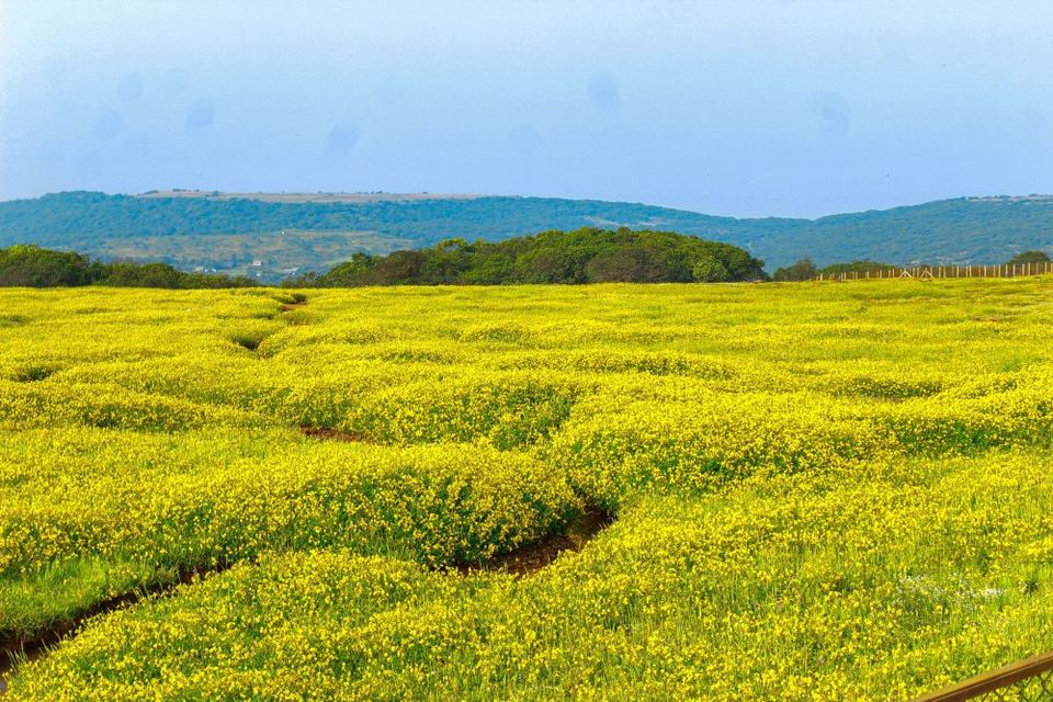 Photo of Maharashtra's Paradise of Flowers- Kaas #BucketList2019 by Bhataku's Travel Tales