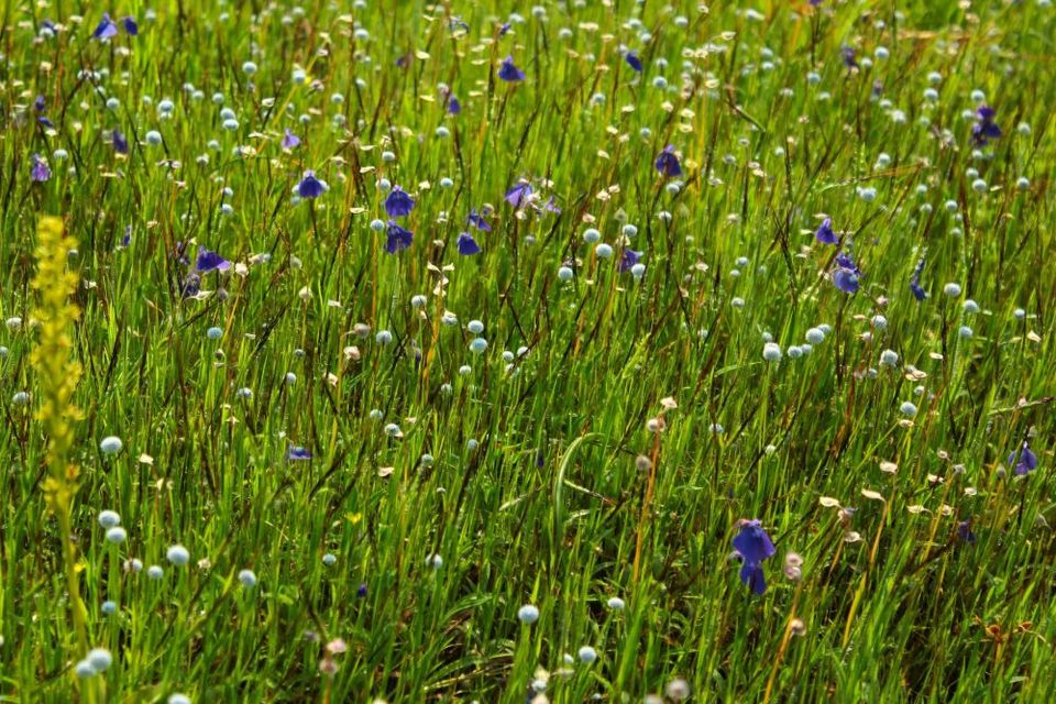 Photo of Maharashtra's Paradise of Flowers- Kaas #BucketList2019 by Bhataku's Travel Tales