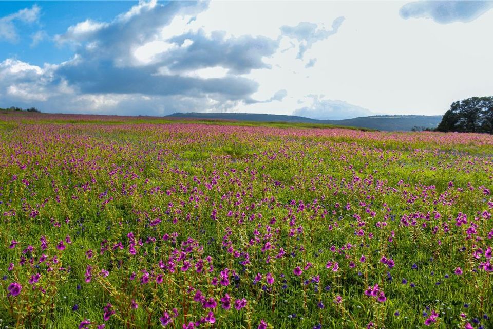Photo of Maharashtra's Paradise of Flowers- Kaas #BucketList2019 by Bhataku's Travel Tales