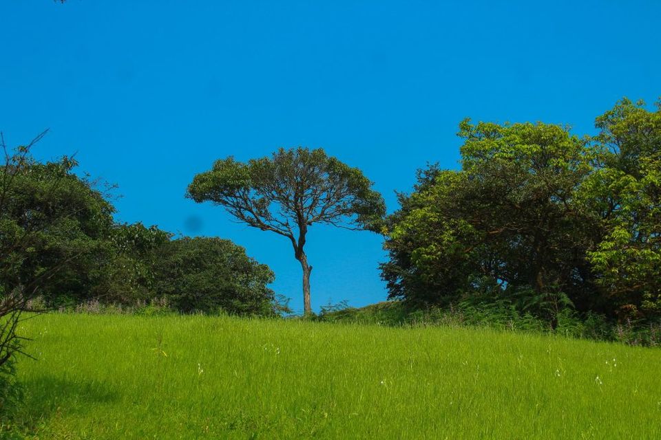 Photo of Maharashtra's Paradise of Flowers- Kaas #BucketList2019 by Bhataku's Travel Tales