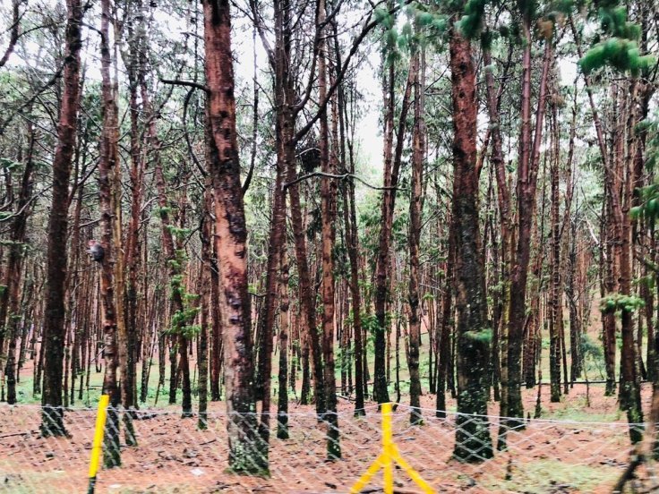 Photo of Kodaikanal – The Princess of Hill Stations 1/2 by Samya Maiti