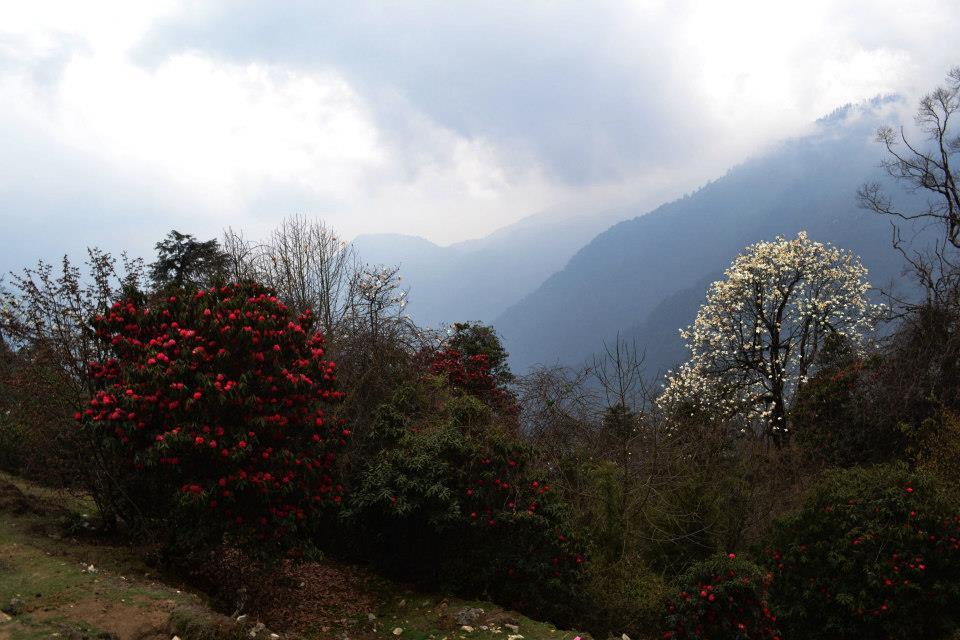Photo of Dzongri Trek 8/10 by Vaisakh