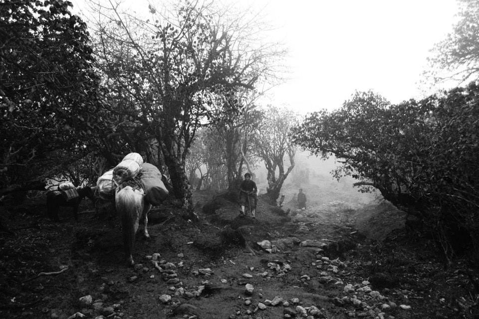 Photo of Dzongri Trek 7/10 by Vaisakh