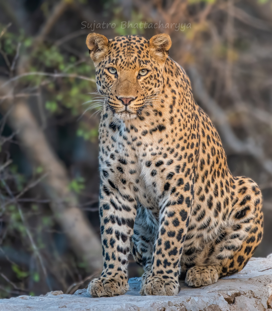 Photo of Jaipur's Jewel: Jhalana 3/4 by Sujatro Bhattacharyya