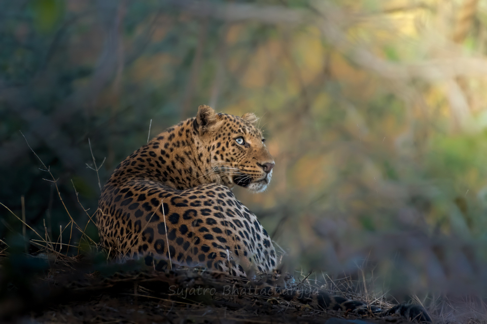 Photo of Jaipur's Jewel: Jhalana 4/4 by Sujatro Bhattacharyya