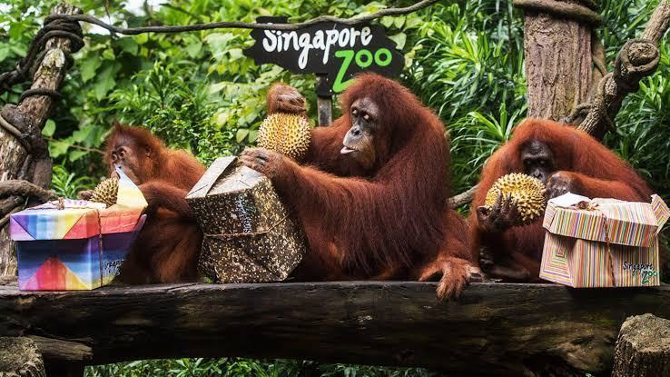 Photo of Majestic Love -Singapore 16/19 by Puja Begwani
