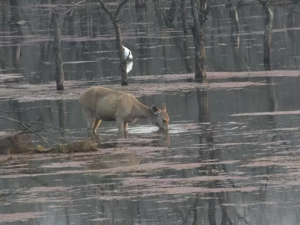 Photo of Ranthambhore National Park by Mohit Nair