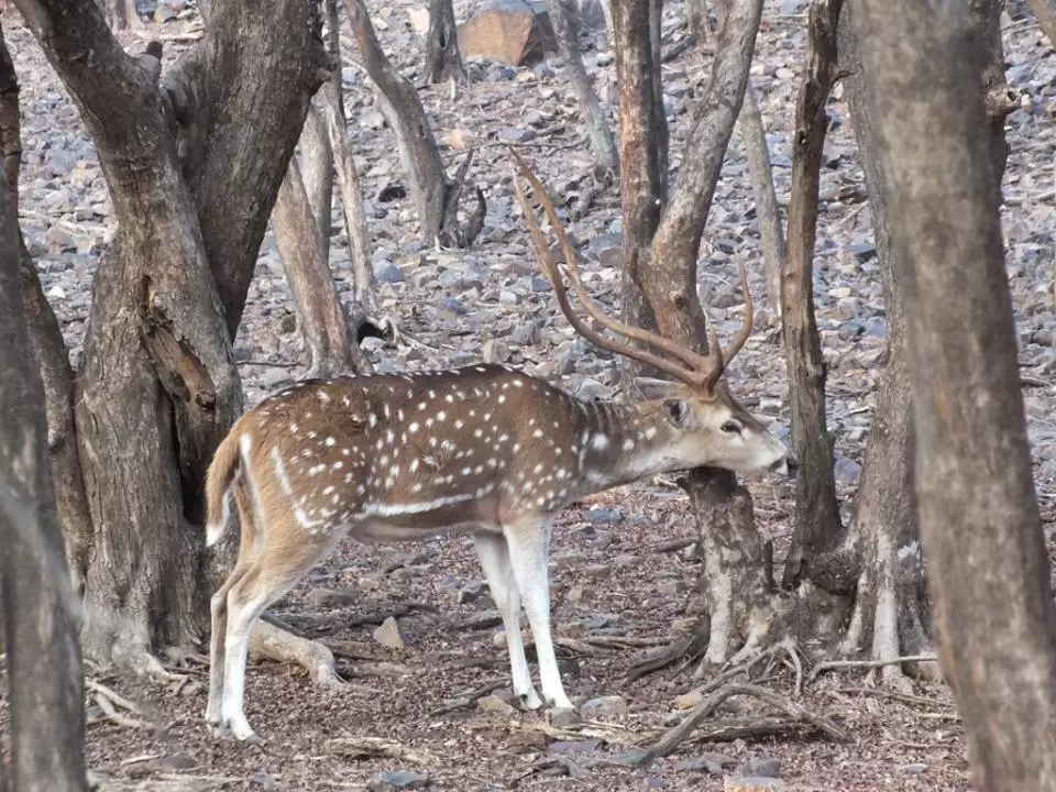 Photo of Ranthambhore National Park by Mohit Nair