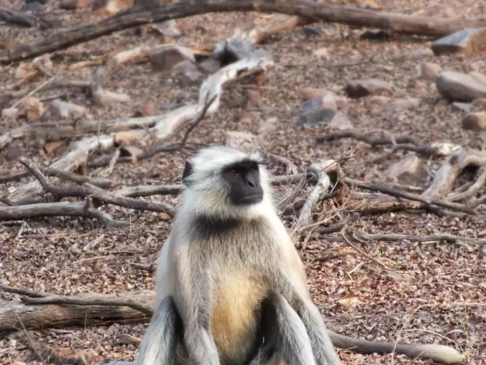 Photo of Ranthambhore National Park by Mohit Nair