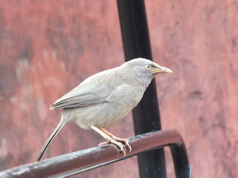 Photo of Ride to Sawai Madhopur(Ranthambore) 17/27 by Mohit Nair