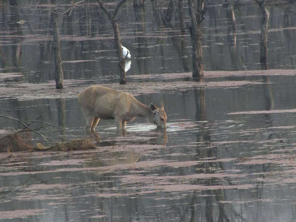 Photo of Ride to Sawai Madhopur(Ranthambore) 13/27 by Mohit Nair