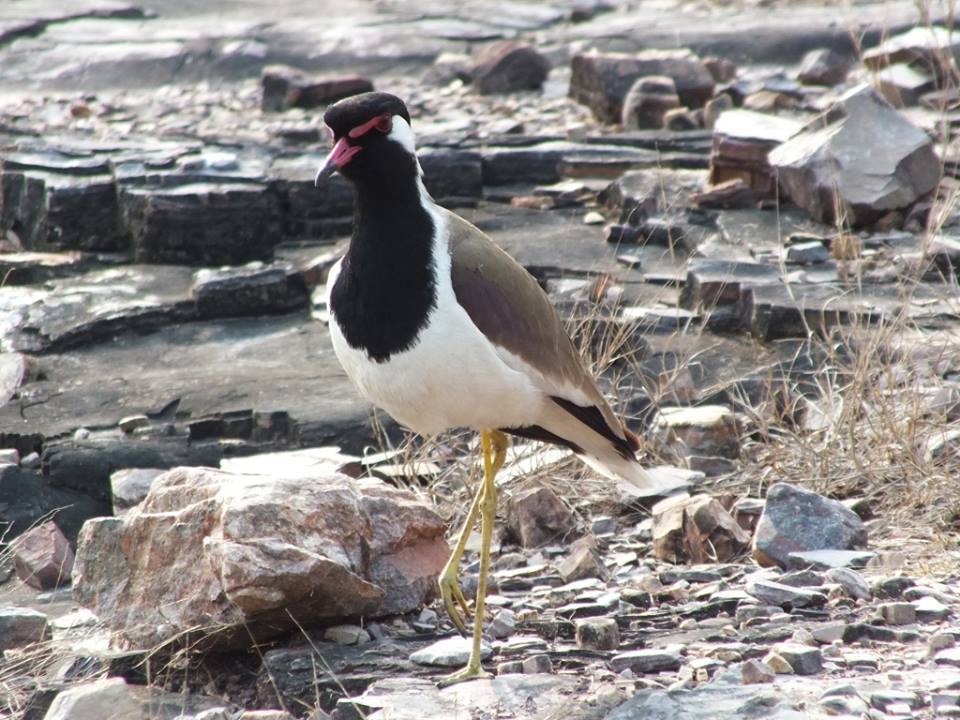 Photo of Ride to Sawai Madhopur(Ranthambore) 1/27 by Mohit Nair