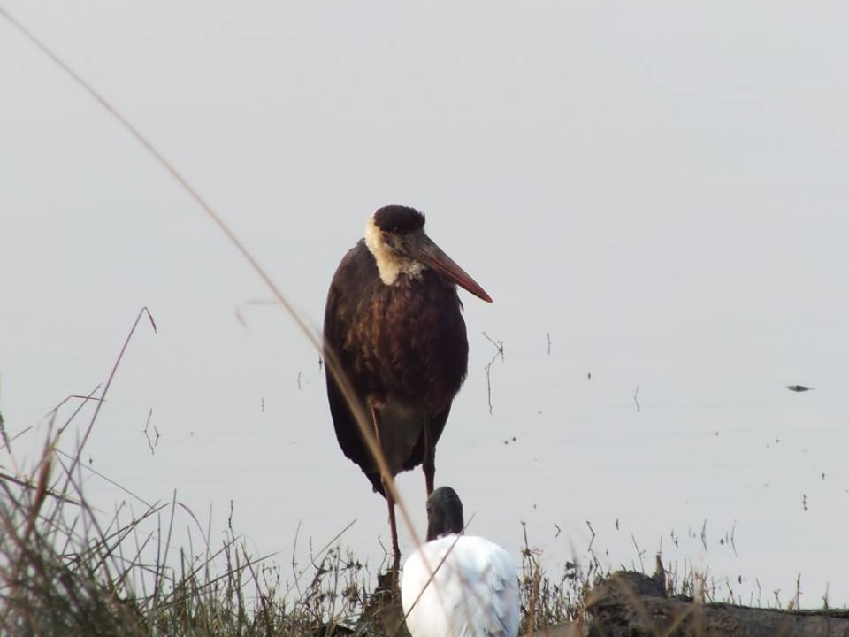 Photo of Ride to Sawai Madhopur(Ranthambore) 3/27 by Mohit Nair
