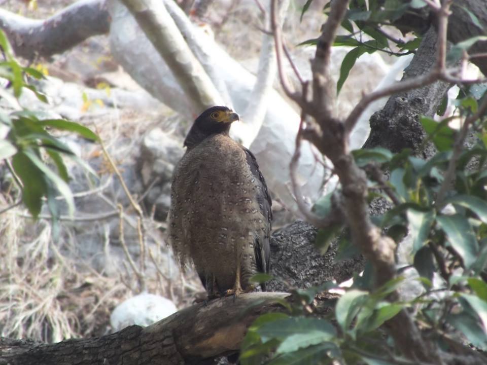 Photo of Ride to Sawai Madhopur(Ranthambore) 19/27 by Mohit Nair