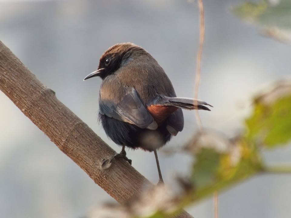 Photo of Ride to Sawai Madhopur(Ranthambore) 18/27 by Mohit Nair