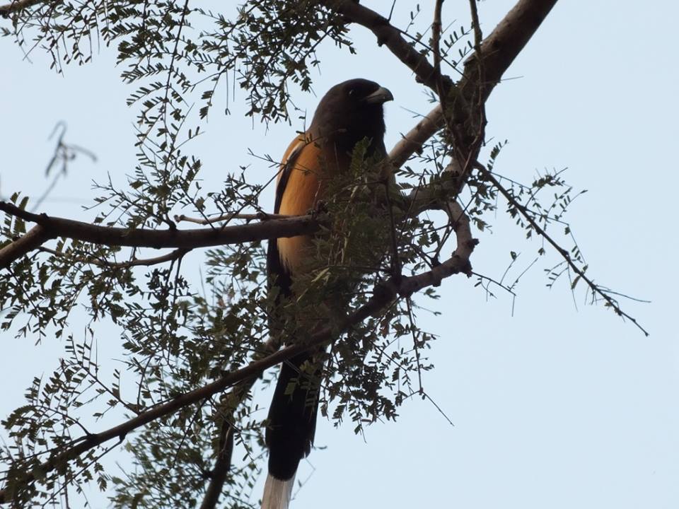 Photo of Ride to Sawai Madhopur(Ranthambore) 16/27 by Mohit Nair
