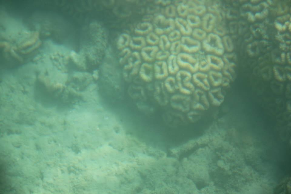 Photo of This is why I will visit Andamans again. 16/37 by Meha Sinha