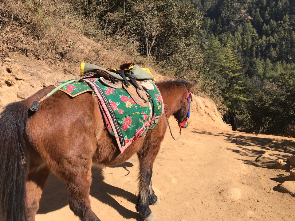 Photo of Paro by Nithyanantham Ravichandran