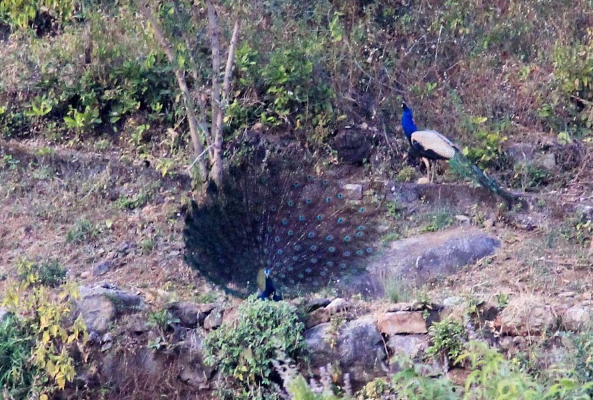 Photo of Camping near Jim Corbett National park | Local Food and Adventure Trip by kritidipta Lahkar