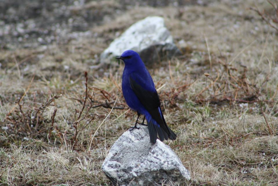 Photo of 6 Secrets of the North East Himalayas 15/17 by andrea.pinto92