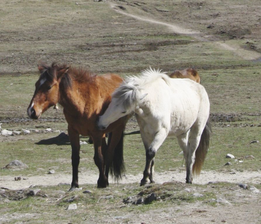 Photo of 6 Secrets of the North East Himalayas 16/17 by andrea.pinto92