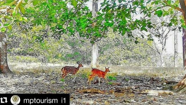 Photo of Kanha: A jungle safari in the forest of Mowgli- Part 2 2/2 by Life11 by Somali K Chakrabarti