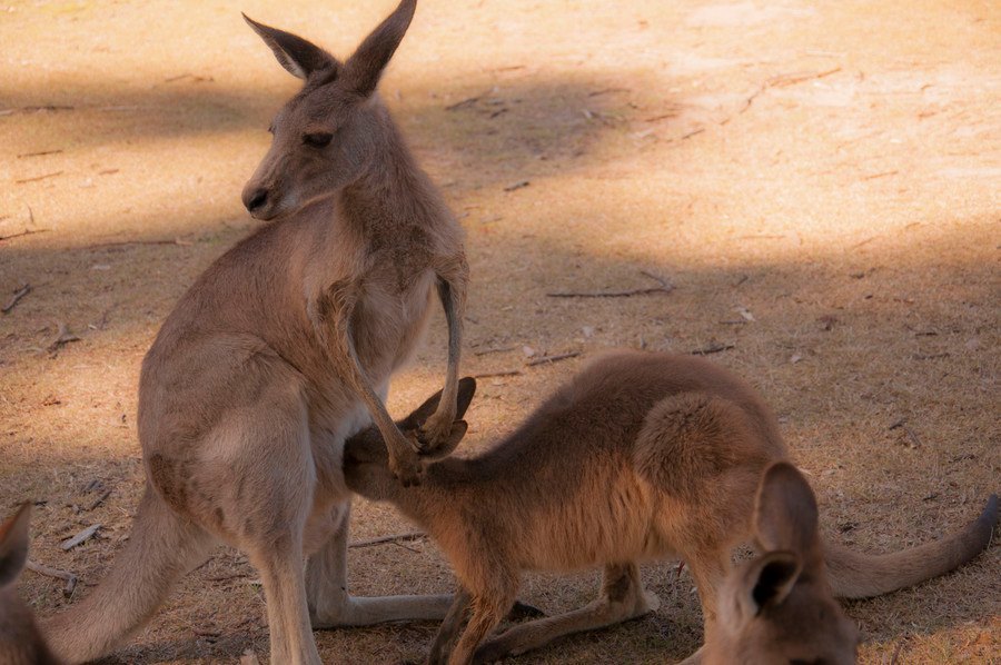 Photo of Australia - My adventure in the the land down under 25/33 by Tushar Mahajan