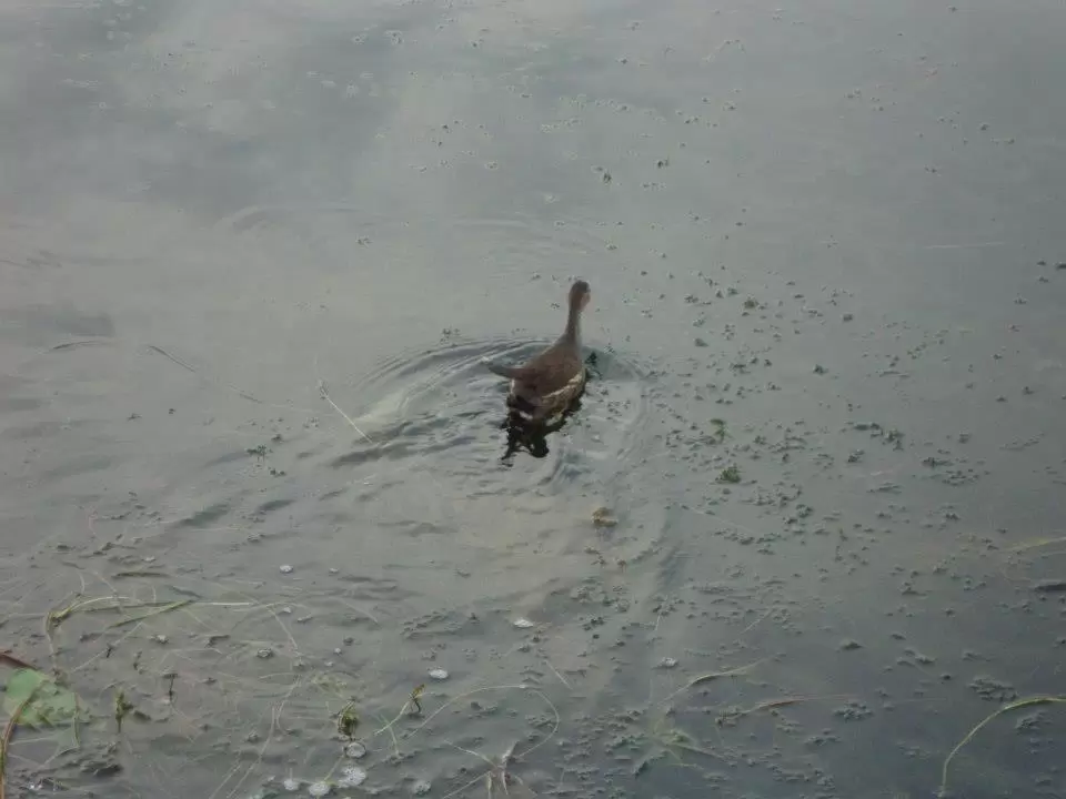 Photo of Srinagar by SaRa