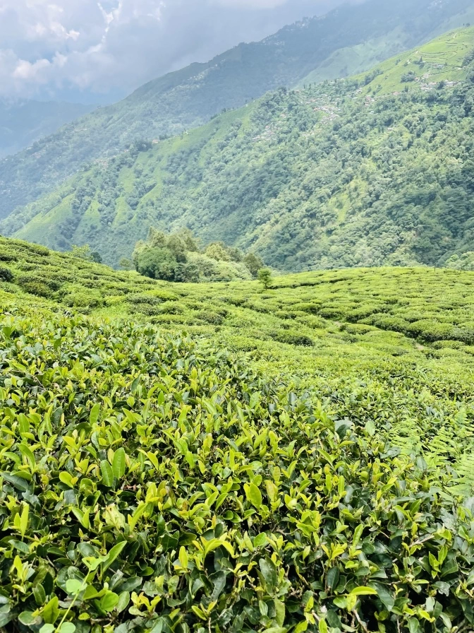 Photo of Darjeeling The Queen Of Himalayas by Ritesh Dixit