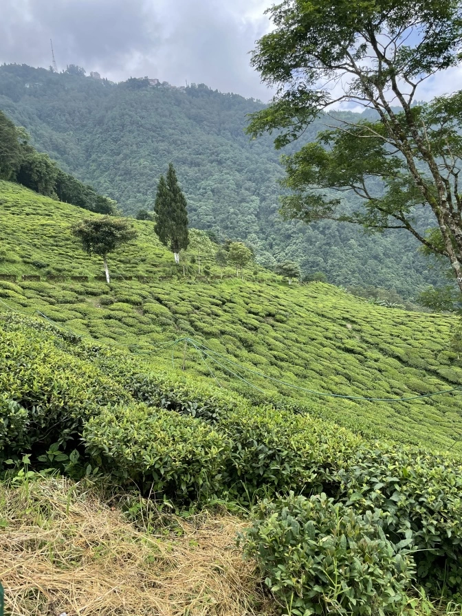 Photo of Darjeeling The Queen Of Himalayas by Ritesh Dixit
