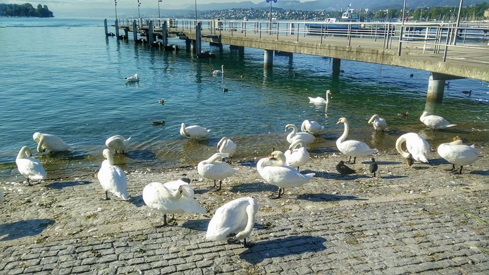 Photo of Tour De Switzerland – Zurich city 23/29 by Swapnil S. Shinde