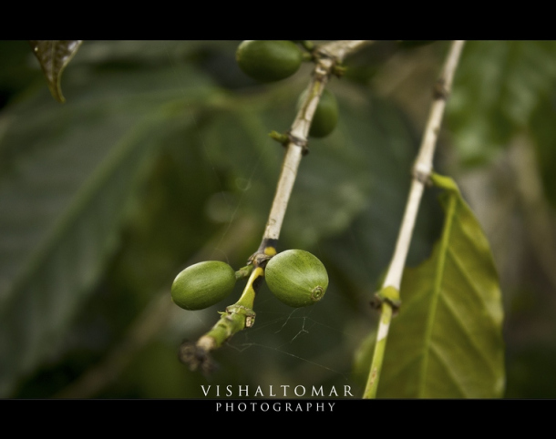 Photo of KODAIKANAL - Unveiling the valley of blue mist. 15/23 by vishaltomar53