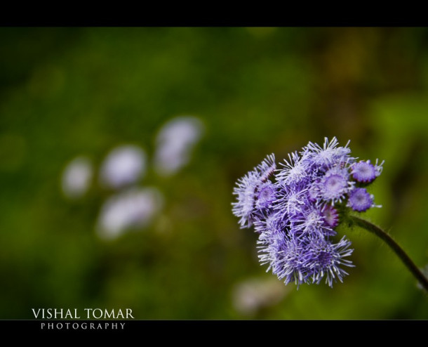 Photo of KODAIKANAL - Unveiling the valley of blue mist. 14/23 by vishaltomar53