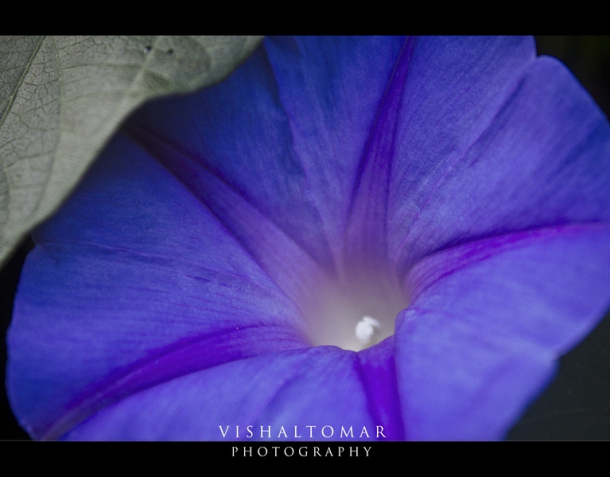 Photo of KODAIKANAL - Unveiling the valley of blue mist. 13/23 by vishaltomar53