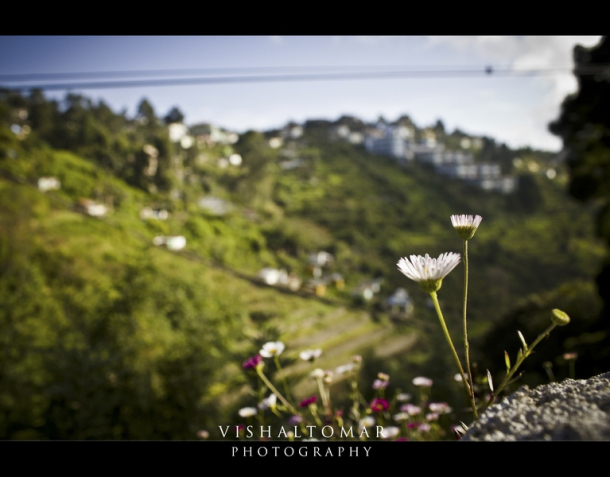 Photo of KODAIKANAL - Unveiling the valley of blue mist. 23/23 by vishaltomar53
