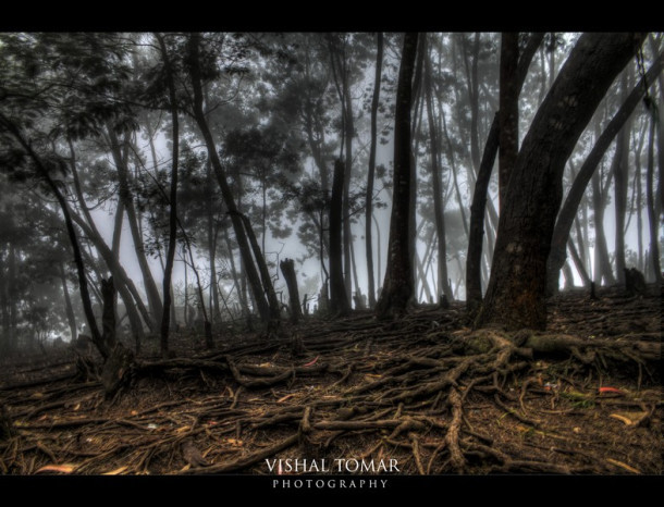 Photo of KODAIKANAL - Unveiling the valley of blue mist. 11/23 by vishaltomar53