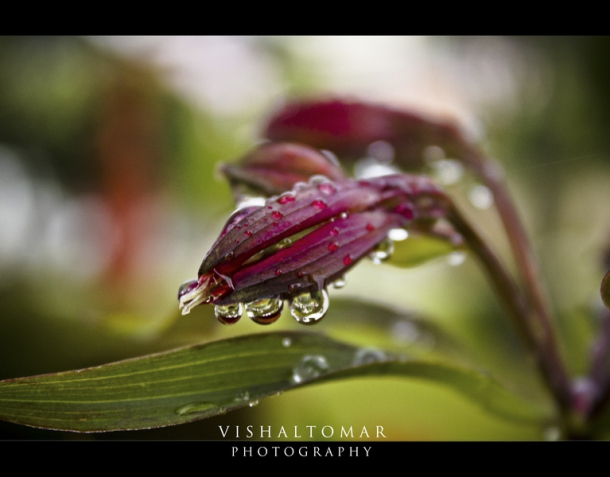 Photo of KODAIKANAL - Unveiling the valley of blue mist. 9/23 by vishaltomar53