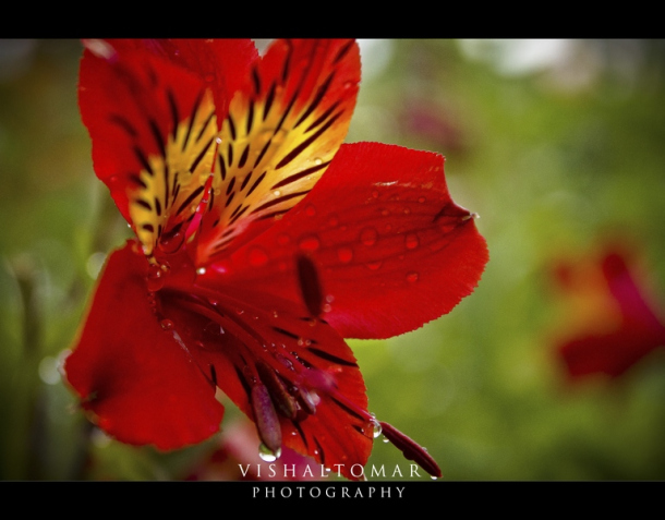 Photo of KODAIKANAL - Unveiling the valley of blue mist. 22/23 by vishaltomar53